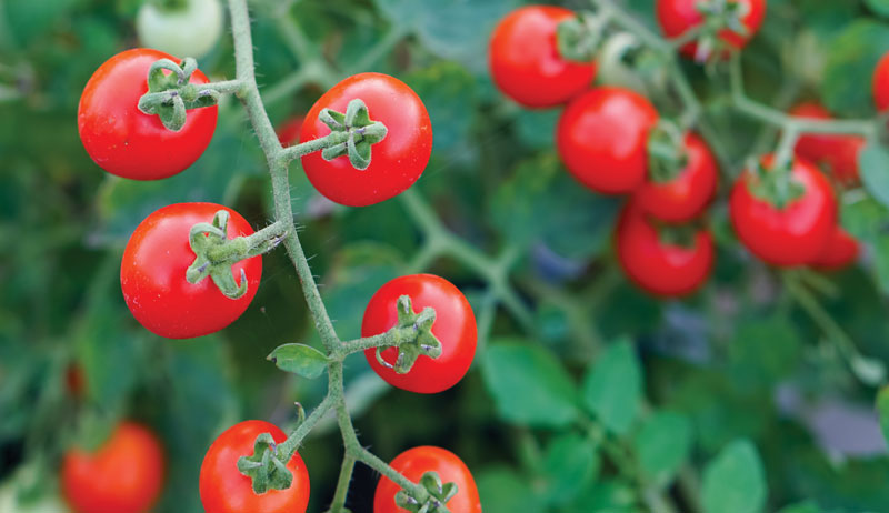 currant tomatoes tomato nutritious crop