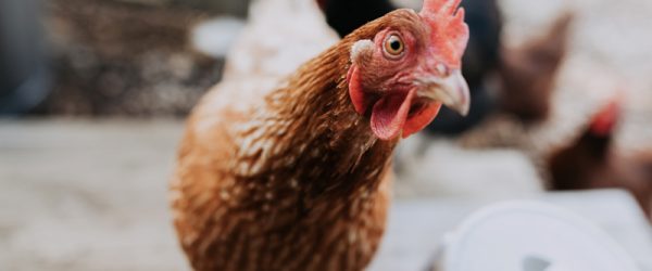 5 Poultry Apps That Help With Flock Management