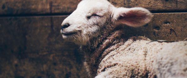 Documents Your Sheep Breeder Should Provide At Sale