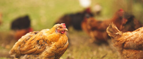 Diseases in Chickens: Autumn Health Risks