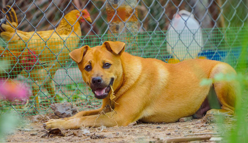 how to keep dog from killing neighbors chickens