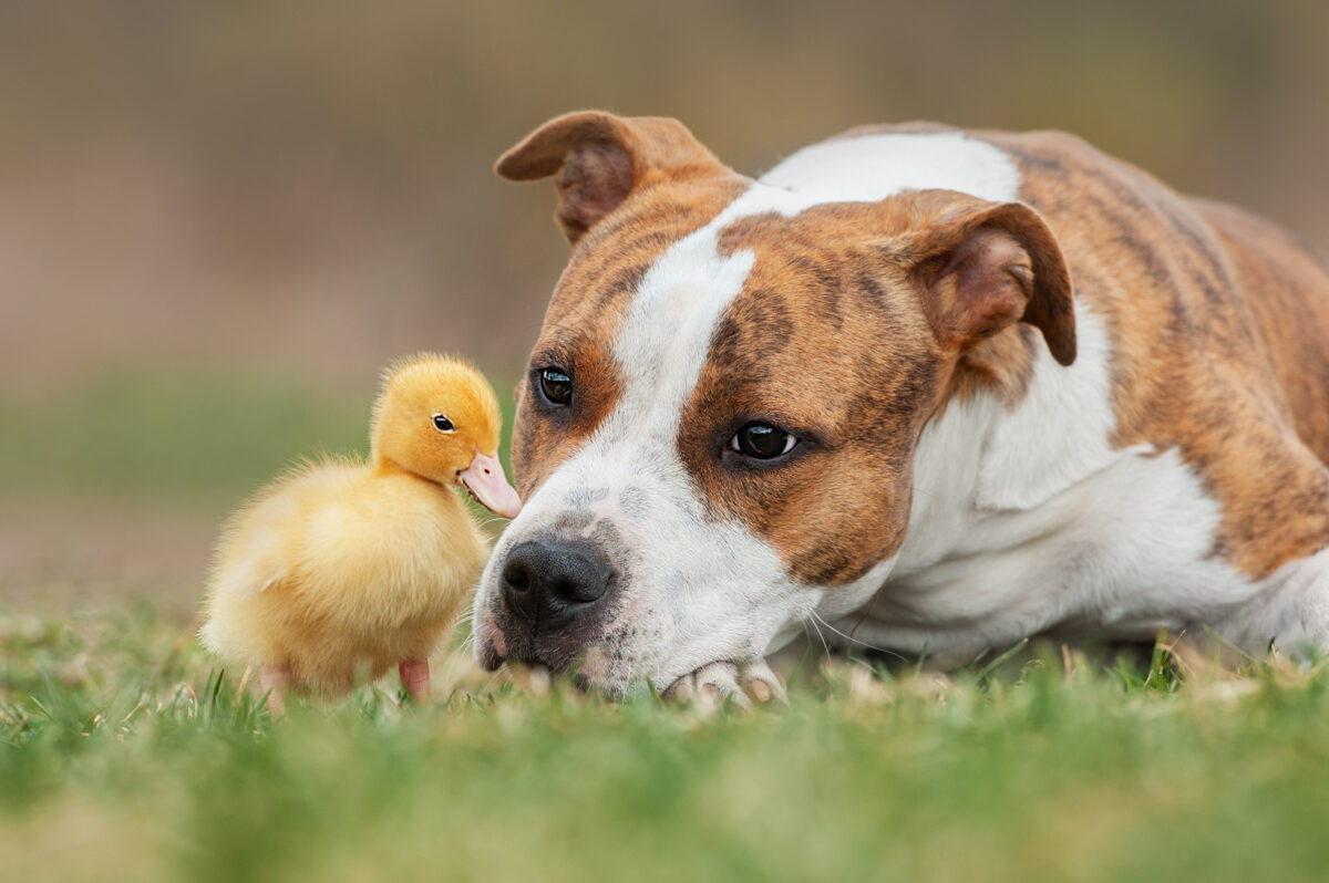 dogs and ducks can live together as evidenced by this dog with a baby duck