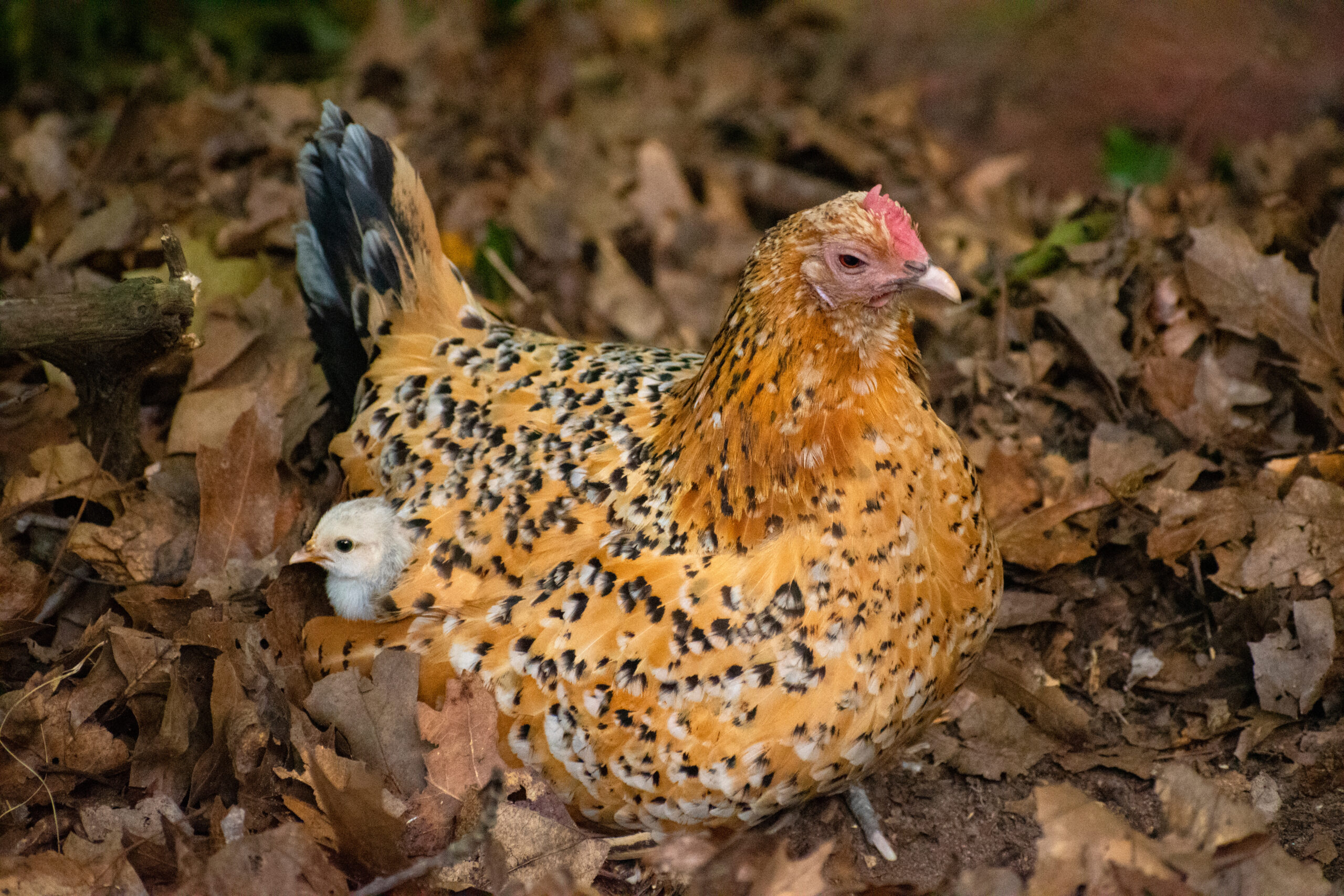 D’Uccle Chicken: Breed Guide, Eggs, Temperament & Care