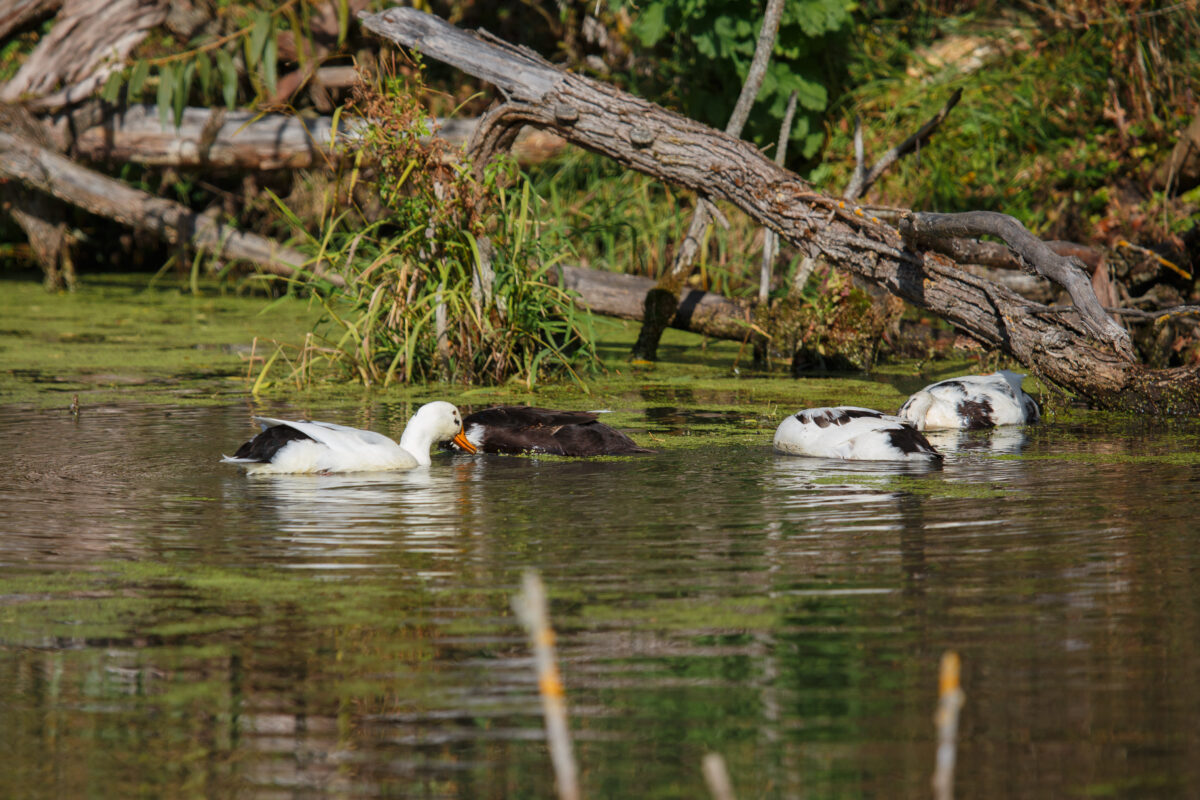 Ducks feeding in a lush green pond, displaying natural duck behavior while submerging heads to forage amongst vegetation and logs