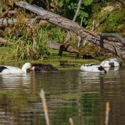 Duck Behaviors: Why Ducks Act the Way They Do