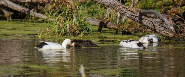 Duck Behaviors: Why Ducks Act the Way They Do