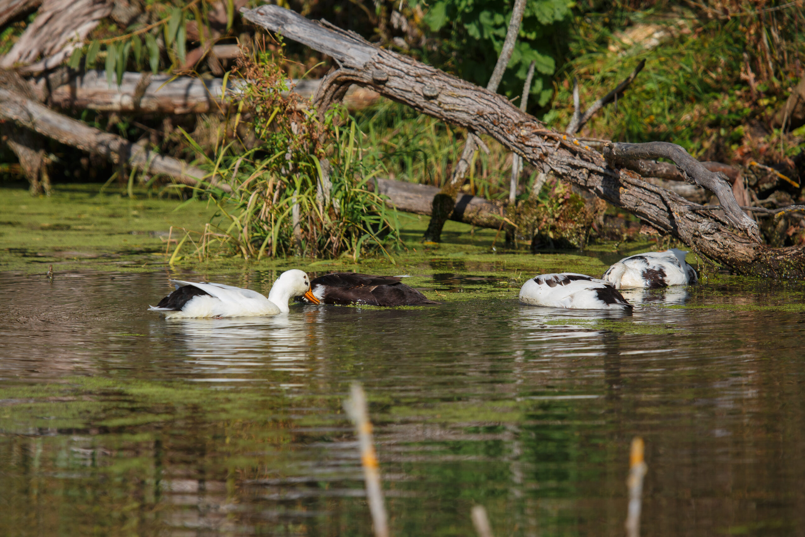 Ducks feeding in a lush green pond, displaying natural duck behavior while submerging heads to forage amongst vegetation and logs