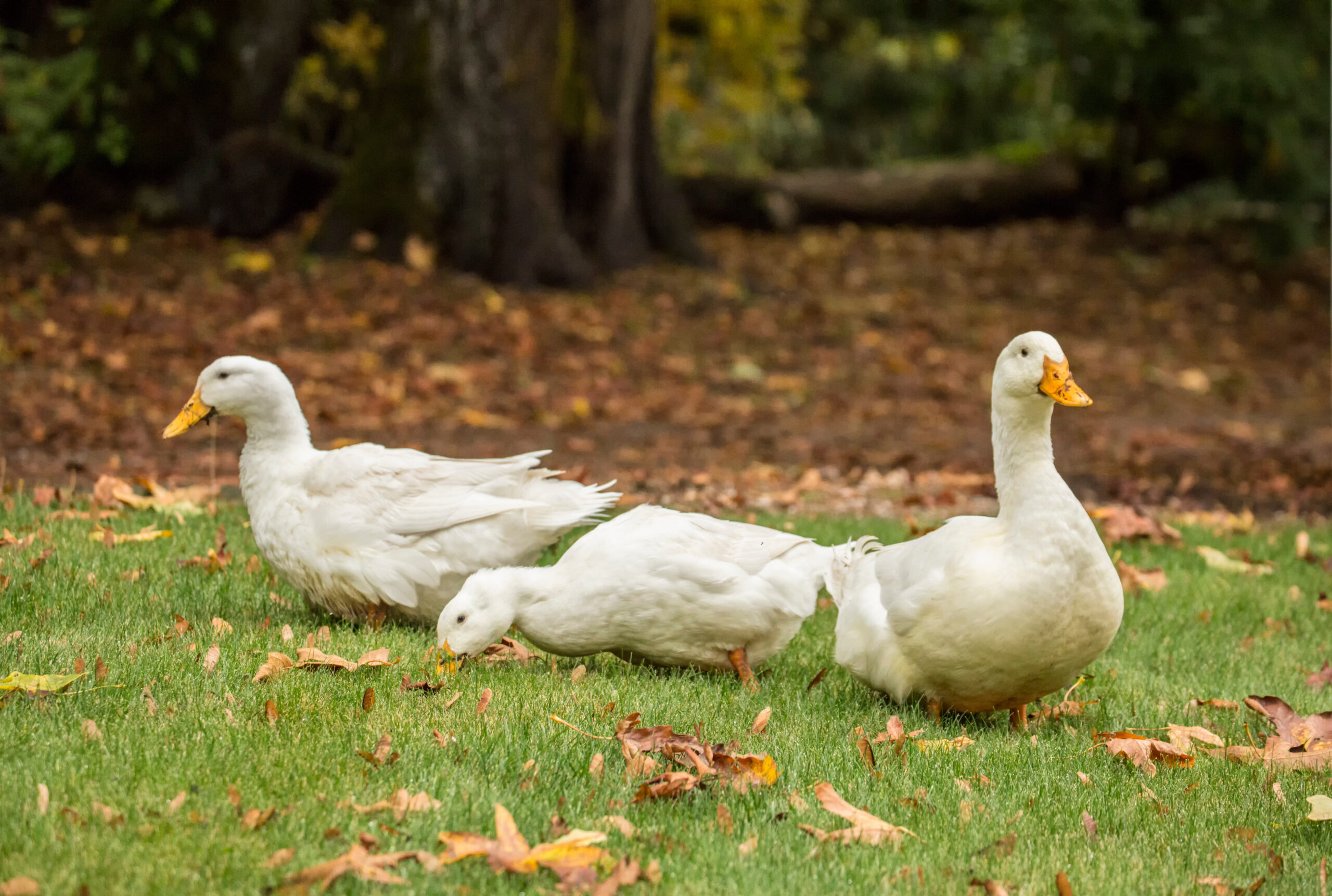 pekin ducks with proper duck care roaming a yard in autumn