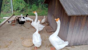 Duck Coop Guide: Housing Ducks & Geese