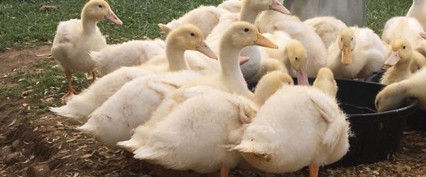 Fresh Duck Eggs Can Provide A Supplemental Income