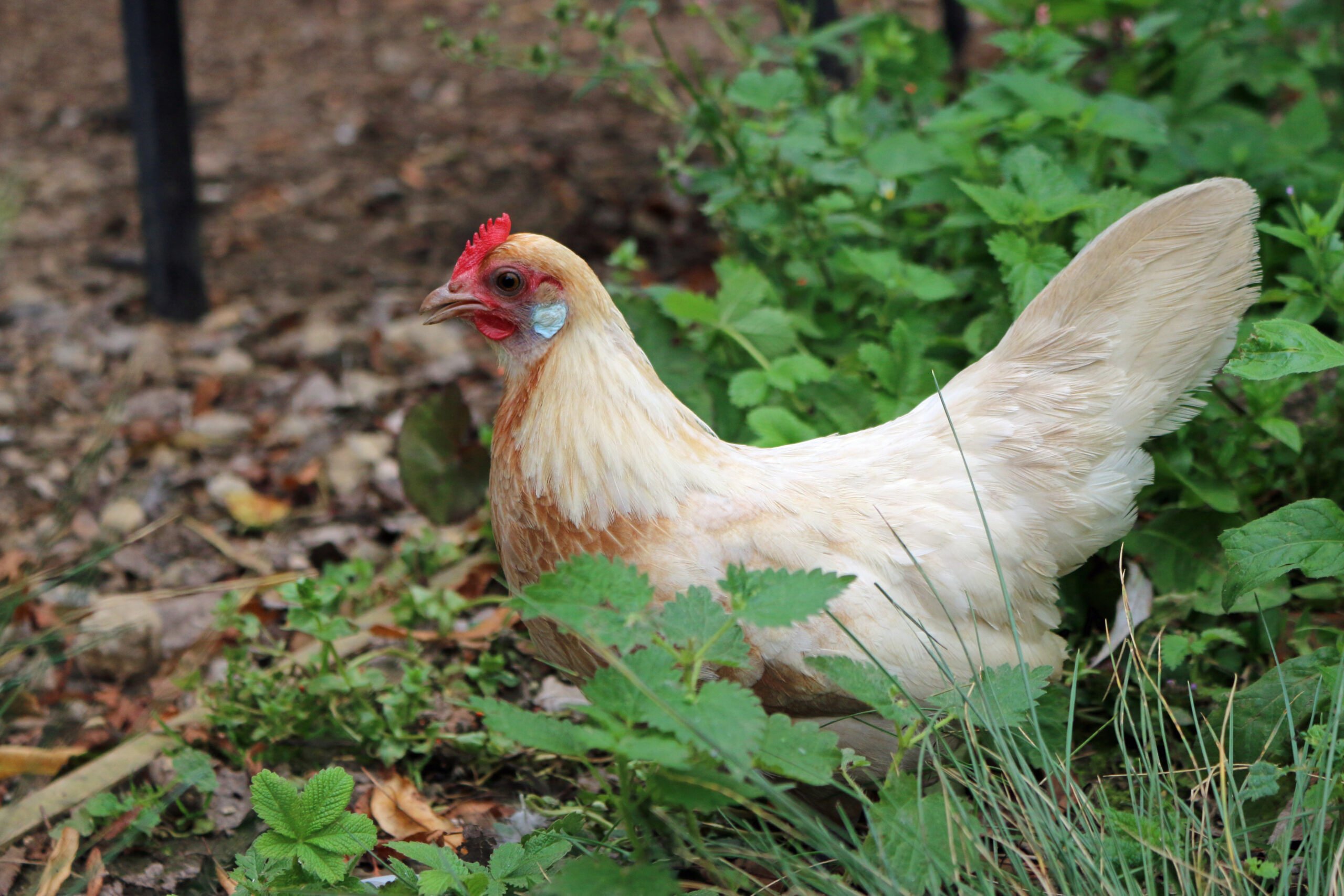 Dutch Bantam: Breed Guide, Eggs, Temperament & Care