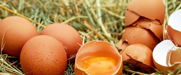 7 Science Facts About The Chicken Egg