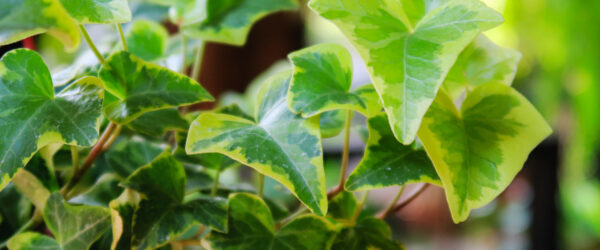 English Ivy: History, Uses and the Holly & Ivy Carol