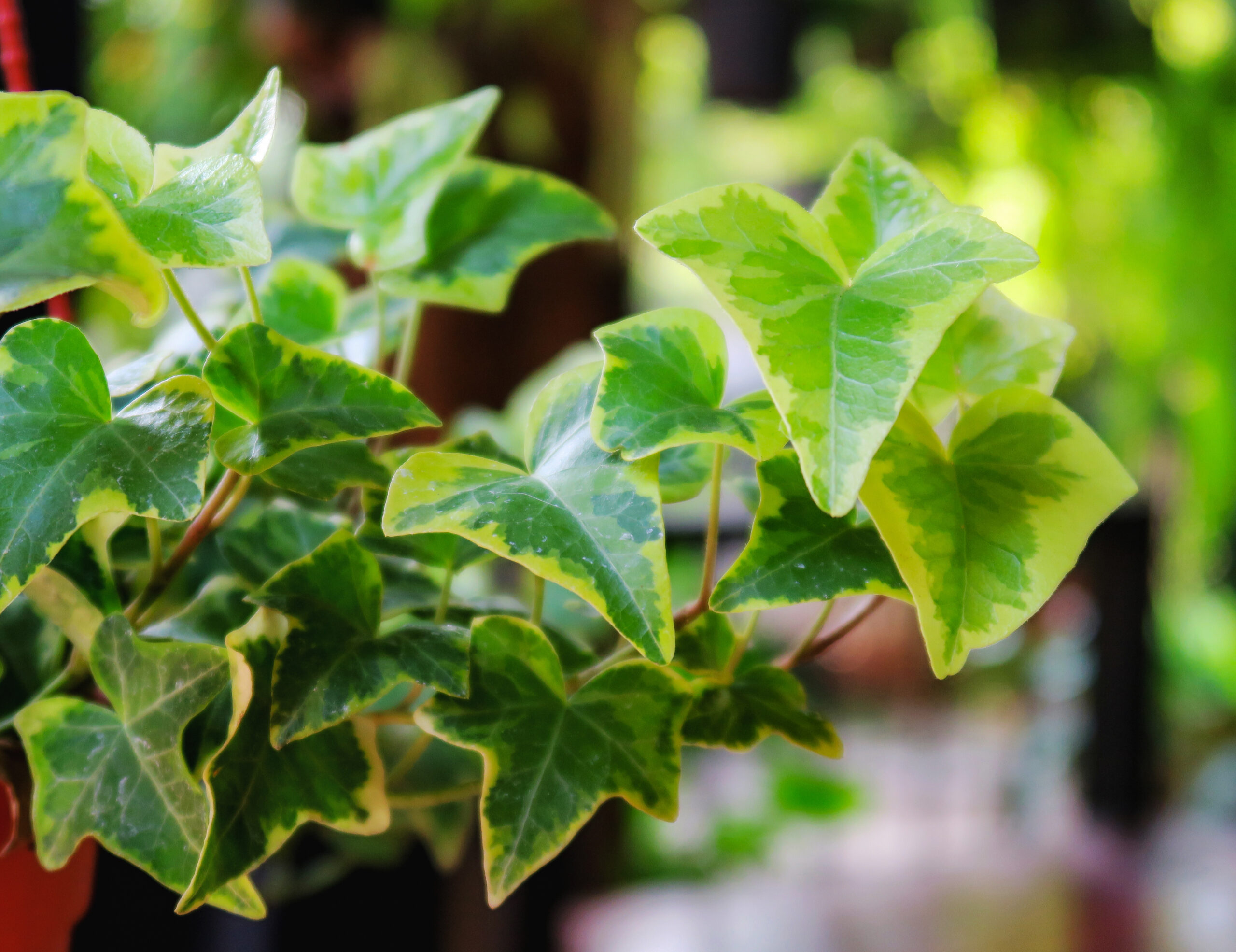 English Ivy in plant pot in the garden