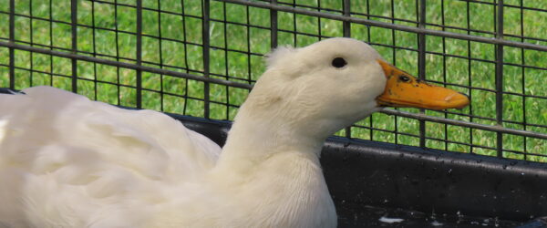 20 Facts About Ducks You May Not Know