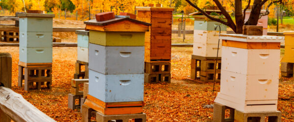 Fall Beekeeping Tasks: 4 Steps To Prep Hives for Winter