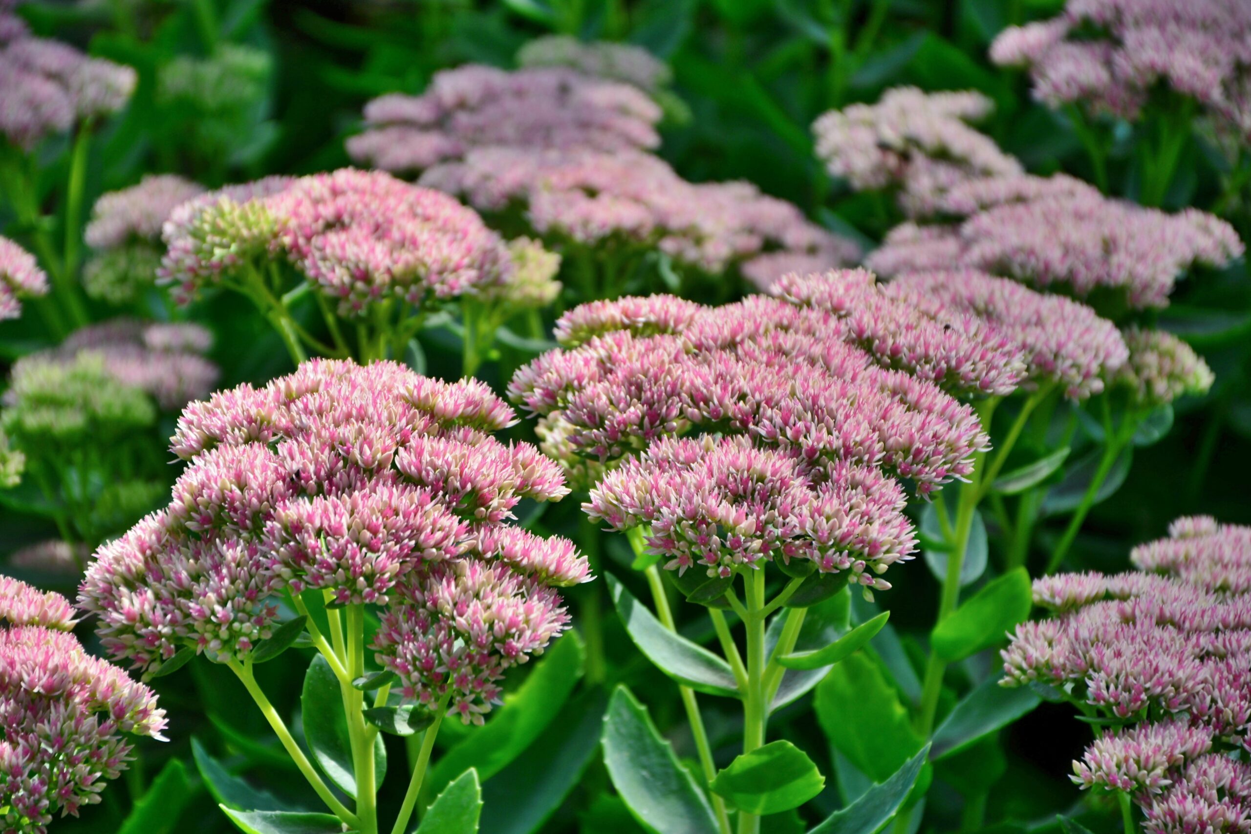 5 Fall Flowers That Bloom Late Into Autumn