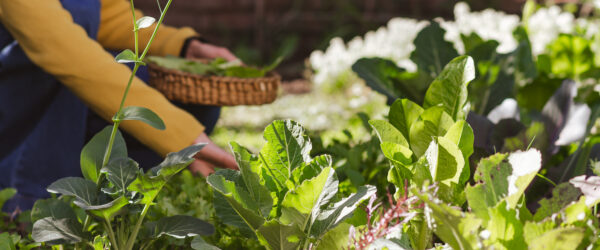 Fall Garden Chores: 5 Essential Tasks to Prepare for Winter