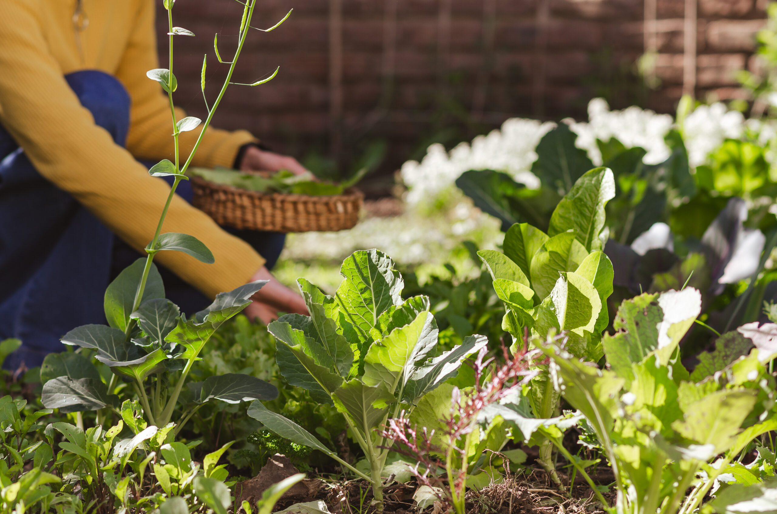 woman in garden completing fall garden chores like weeding