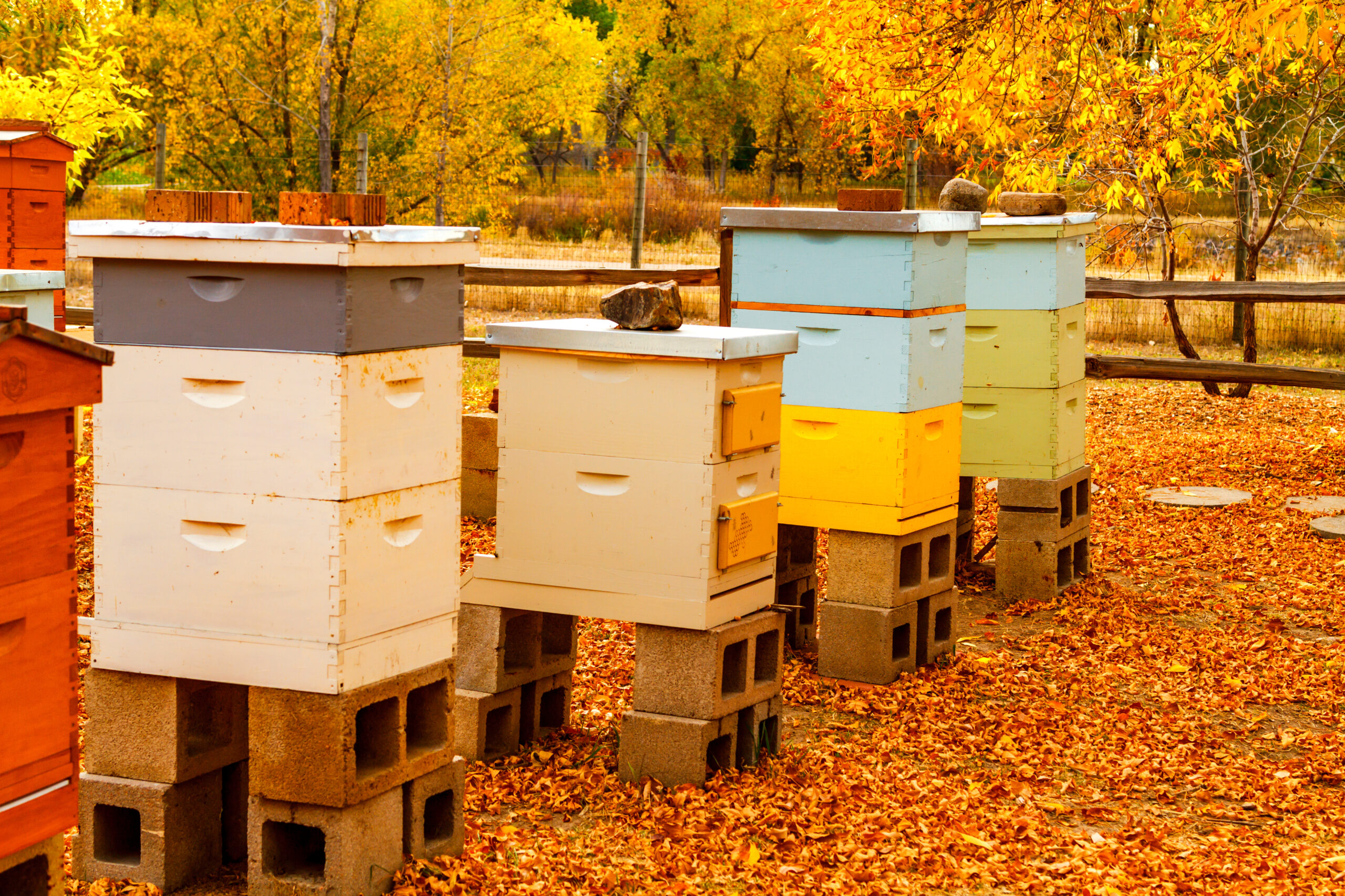 Aged wooden bee hive boxes in autumn setting with bees making their honey harvest
