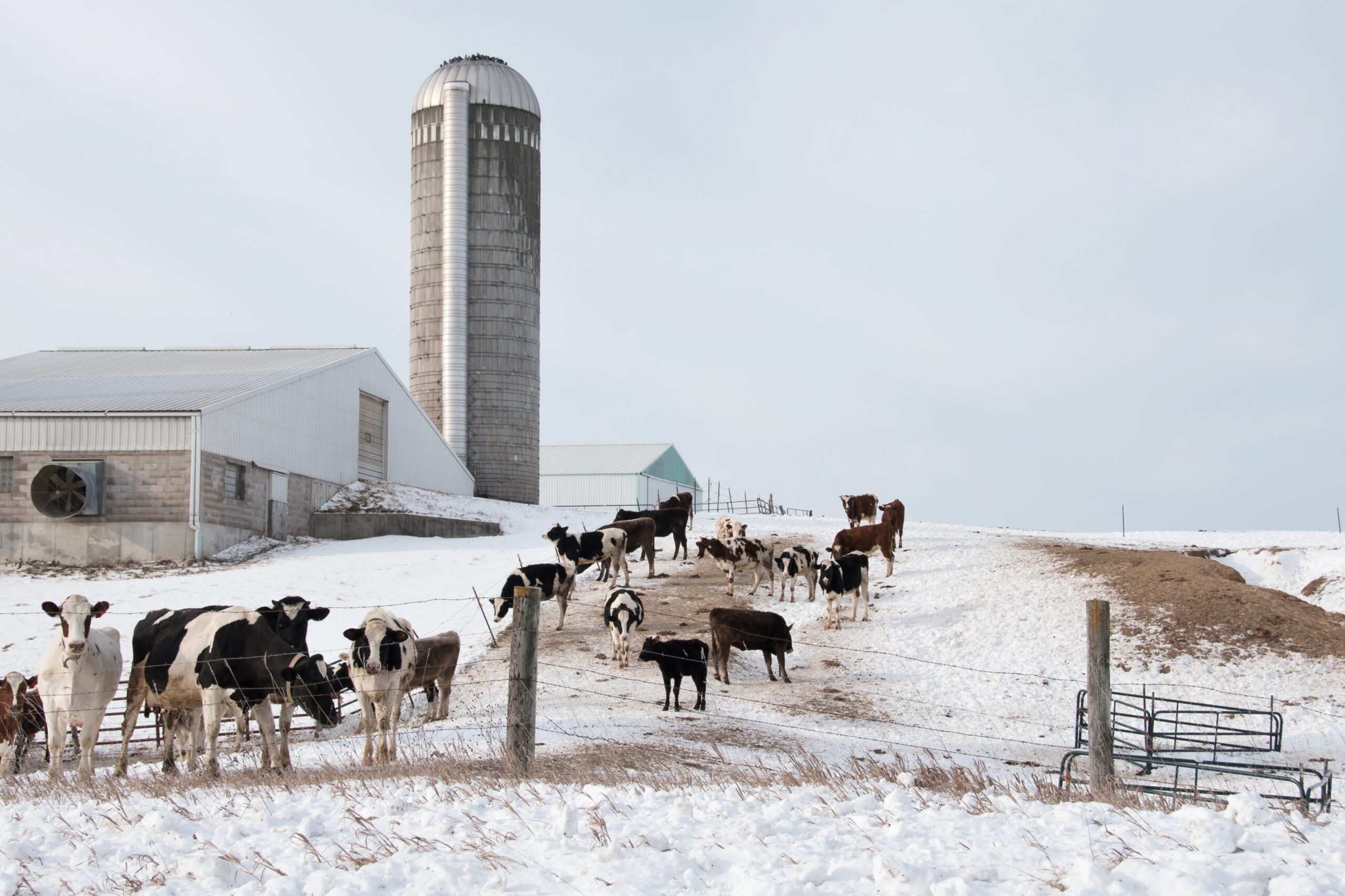 Livestock Fur: How Farm Animals Stay Warm in Winter