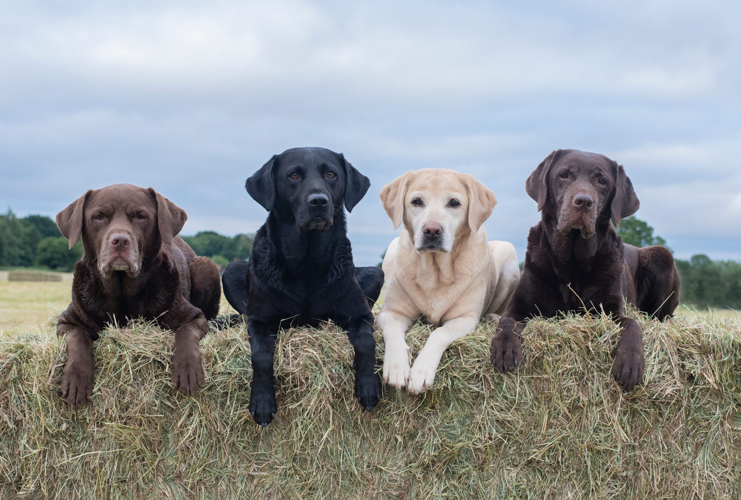 Farm Dogs: 6 Uncommon Breeds That Excel on the Farm