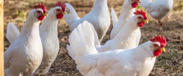 Fatty Liver Disease in Chickens: Causes & Prevention