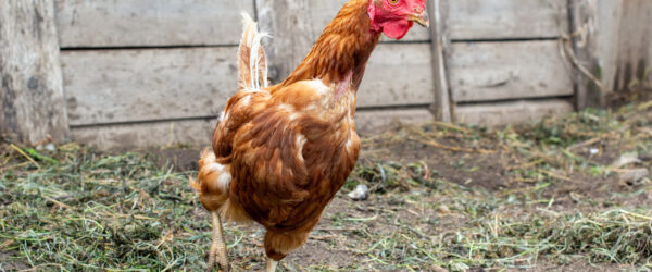 Feather Loss in Chickens: Causes and How to Prevent It