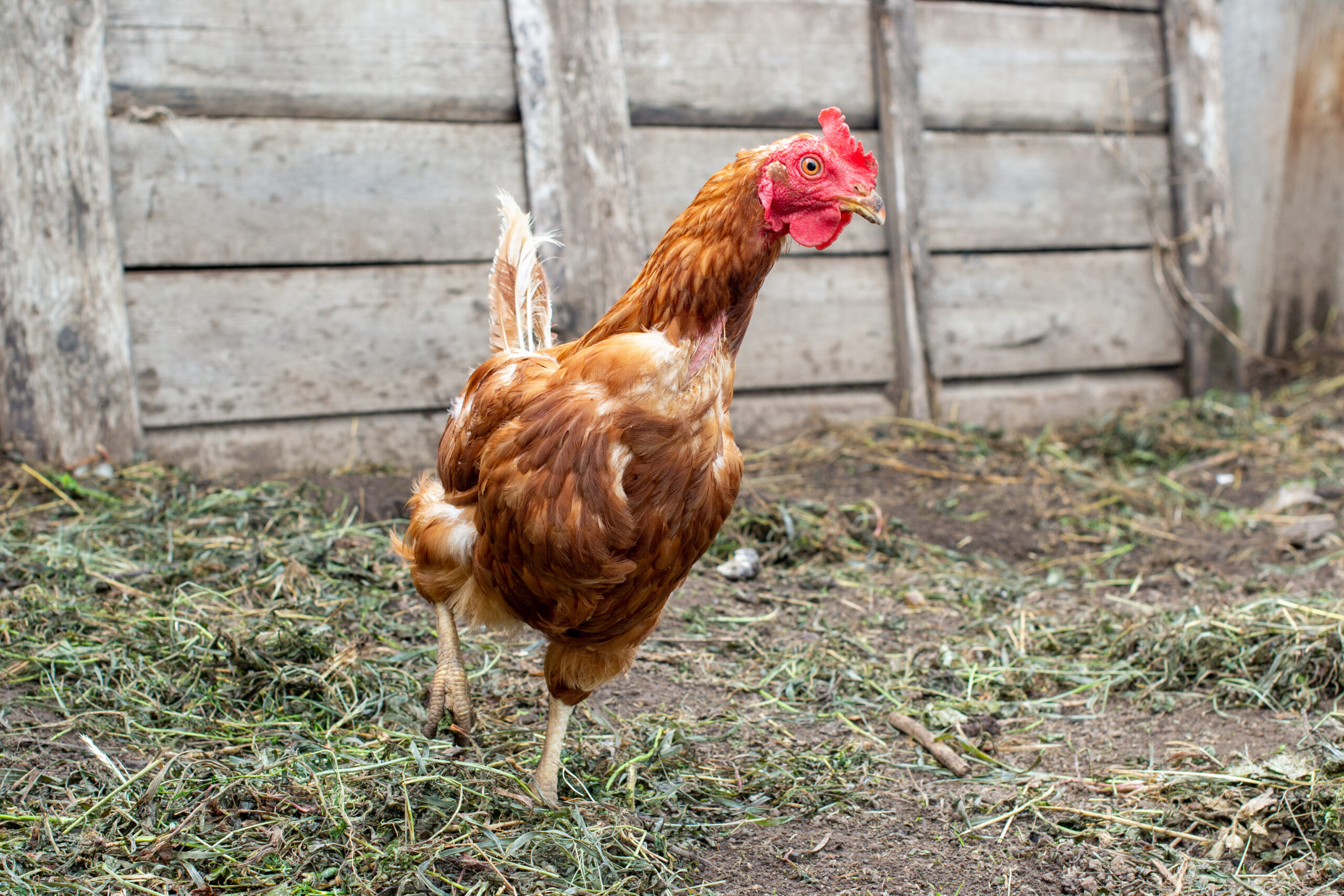 red chicken that is experiencing feather loss in chickens