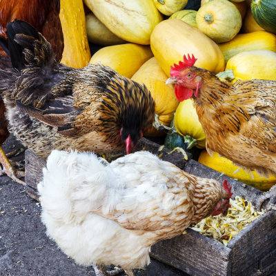 Feeding Pumpkin to Chickens: A Mash Recipe