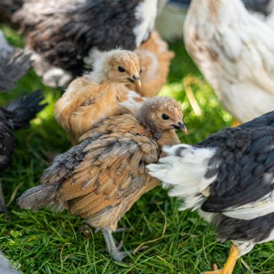 Flock of Chickens: Benefits of a Closed Backyard Flock