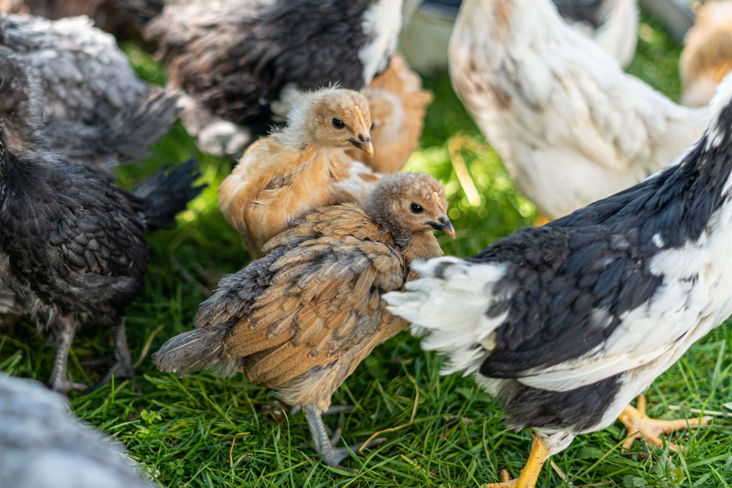 young birds being safely added to an existing flock of chickens