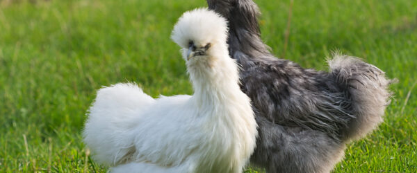 Fluffy Chicken Breeds: Top Picks for Your Backyard Flock