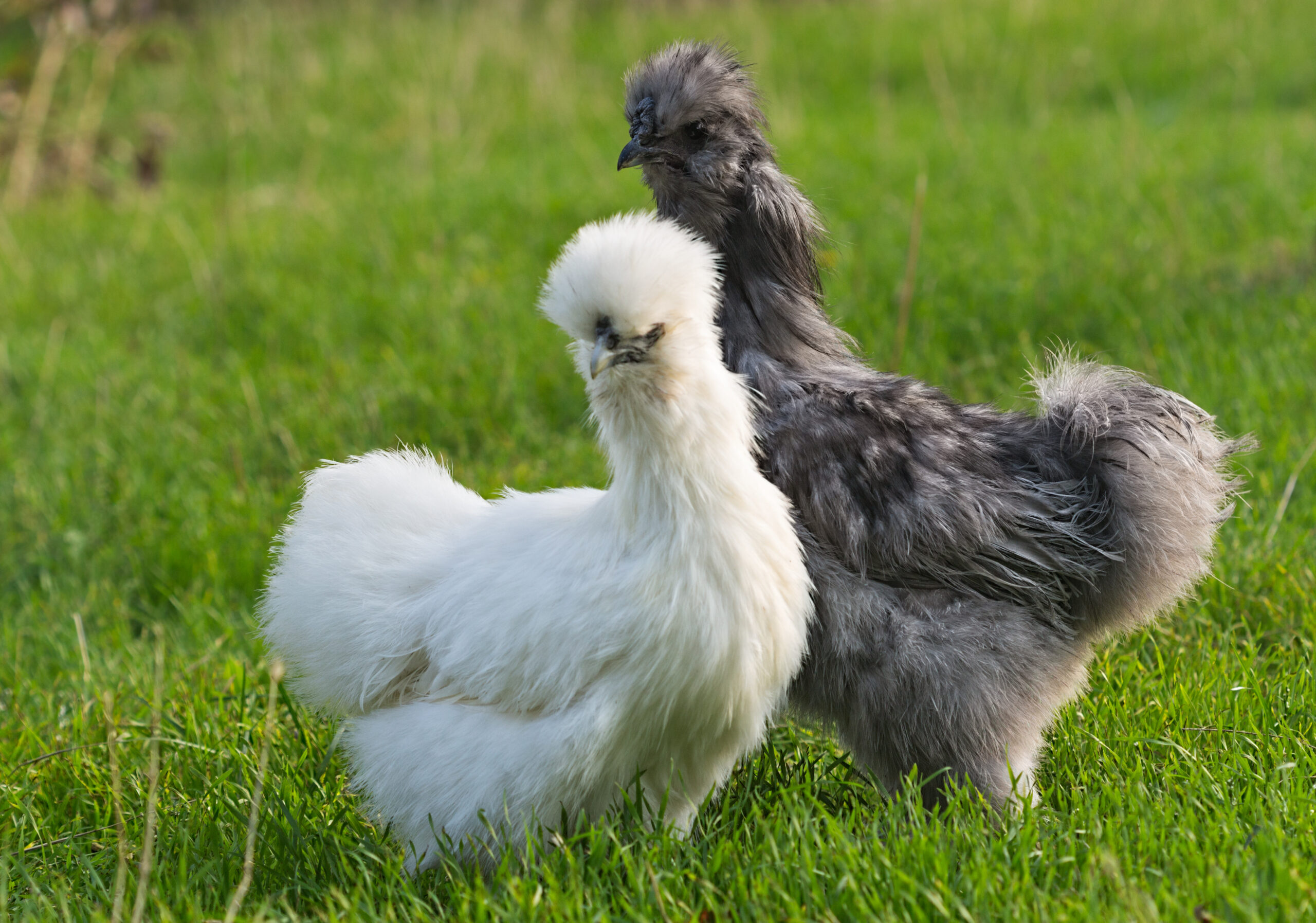 silkie chickens like this gray rooster and white hen are one of a few fluffy chicken breeds