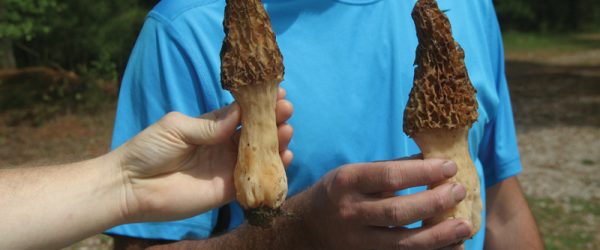Morels & Smilax Make For Fine Forest Foraging