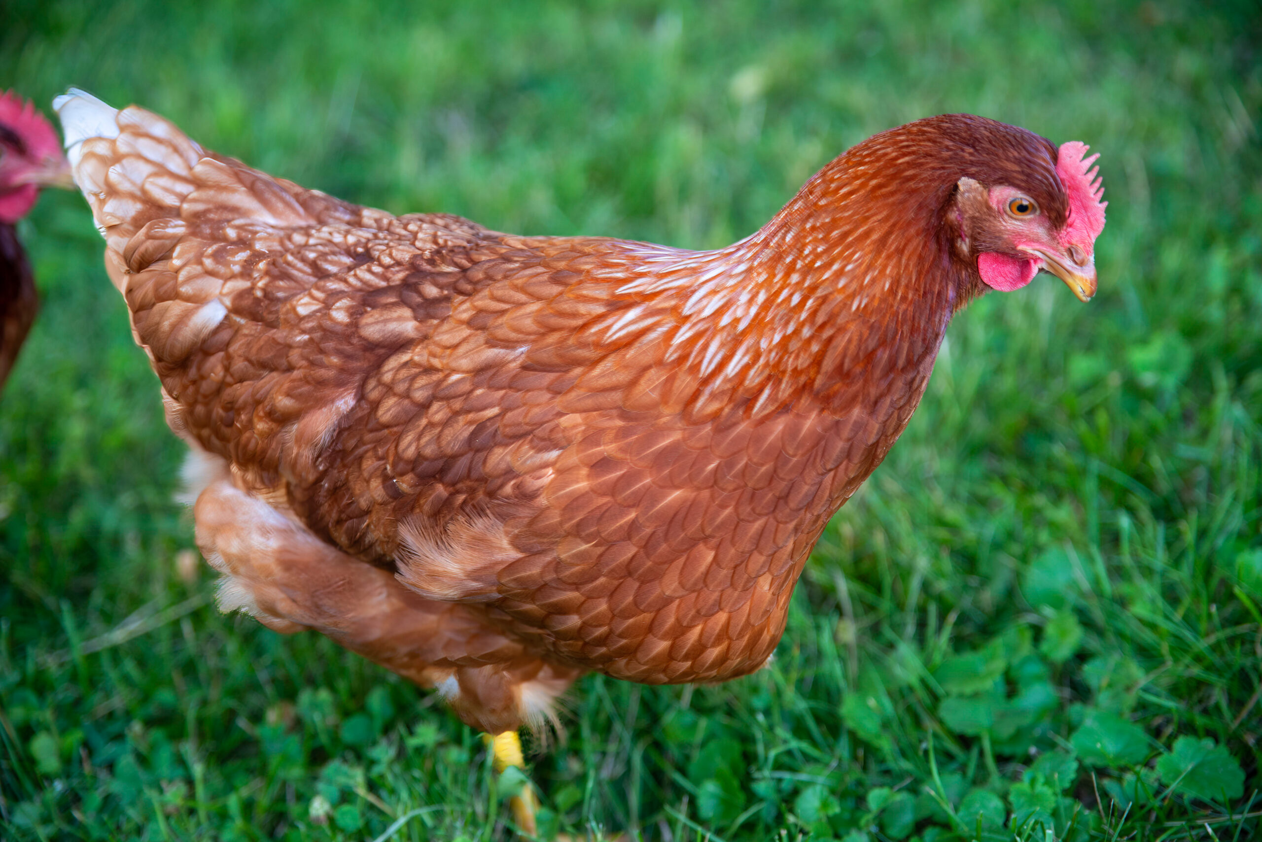 Best Foraging Chicken Breeds for Backyard Flocks
