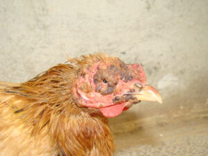 Fowl Pox in Chickens: Symptoms, Treatment and Prevention
