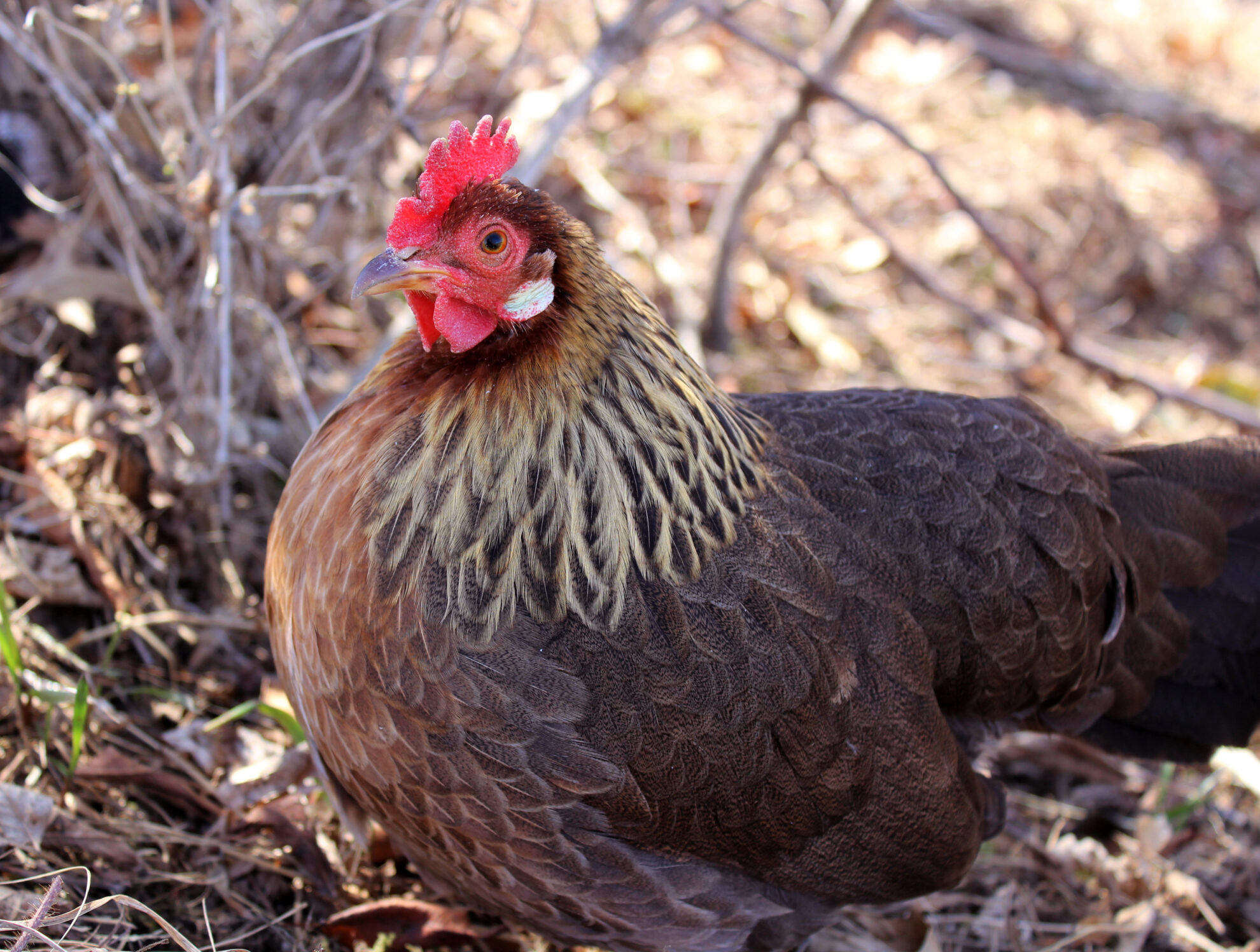 Best Free-Range Chickens: Top 10 Breeds