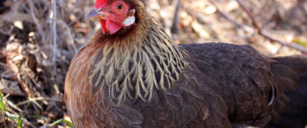 Best Free-Range Chickens: Top 10 Breeds