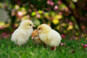 Friendly Chickens: 8 Tips for Raising a Tame Flock