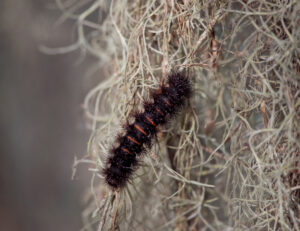 Giant Leopard Moth Caterpillars are fuzzy black caterpillars that resemble the Woolly Bear but have round rings instead