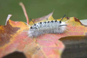 Hickory Tussock Moth Caterpillar