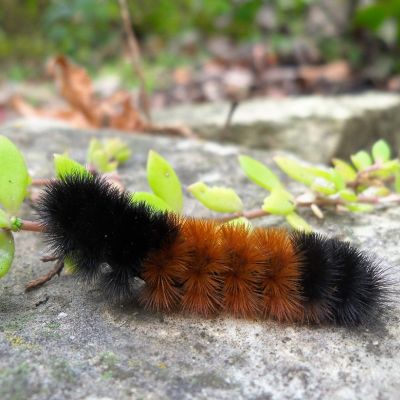 Fuzzy Black Caterpillars: How to Identify Common Species