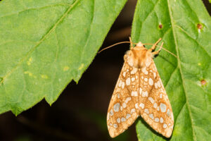 Hickory Tussock Moth (Lophocampa caryae)