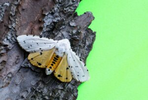 An Acrea or Salt Marsh moth (Estigmene acrea) on tree bark with wings spread, displaying bright orange under wings against a green background.