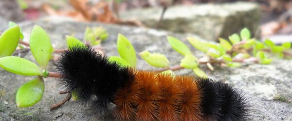 Fuzzy Black Caterpillars: How to Identify Common Species
