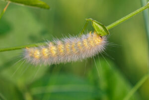 Salt marsh moth (Estigmene acrea) caterpillar feeding on grass in tidal marsh