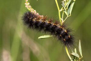 the salt marsh moth (Estigmene acrea) caterpillar can vary in color including being a fuzzy black caterpillar