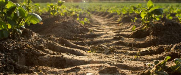 Air & Water Are Critical To Garden Soil Fertility Management