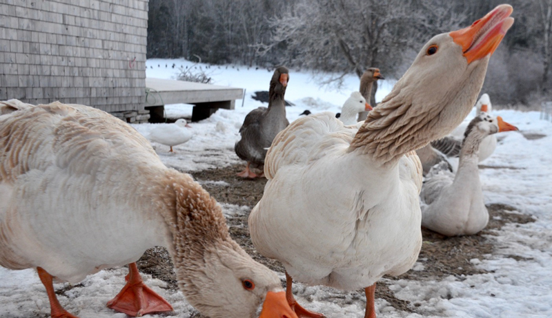 Homesteader's Guide to Chinese Geese